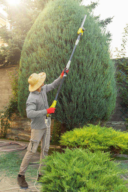 Reliable Avonia, PA Tree Removal and Landscaping Services Solutions